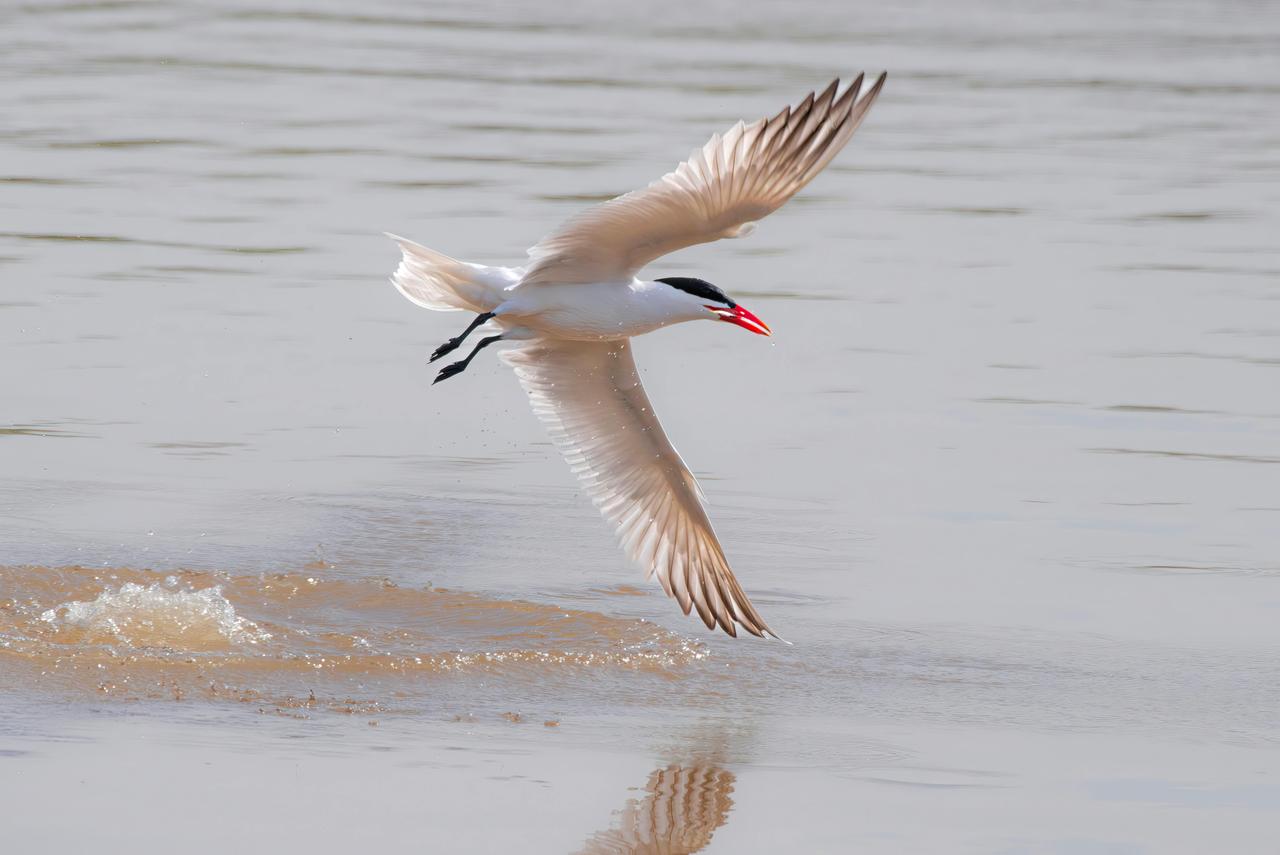 Sumru Kuşu (Sterna hirundo)