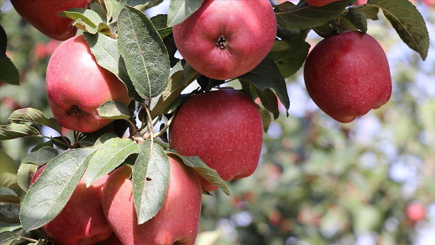 Isparta Apple