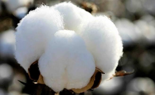 Çukurova Cotton