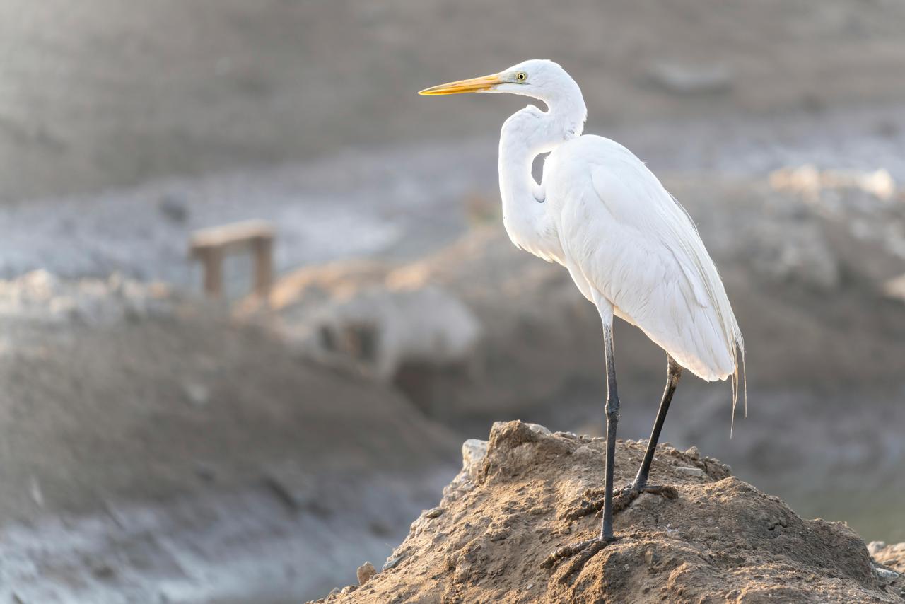 Great White Heron (Ardea alba)
