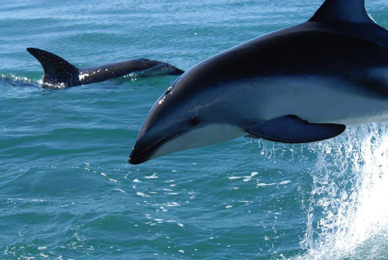 Gölgeli Yunus (Lagenorhynchus obscurus)