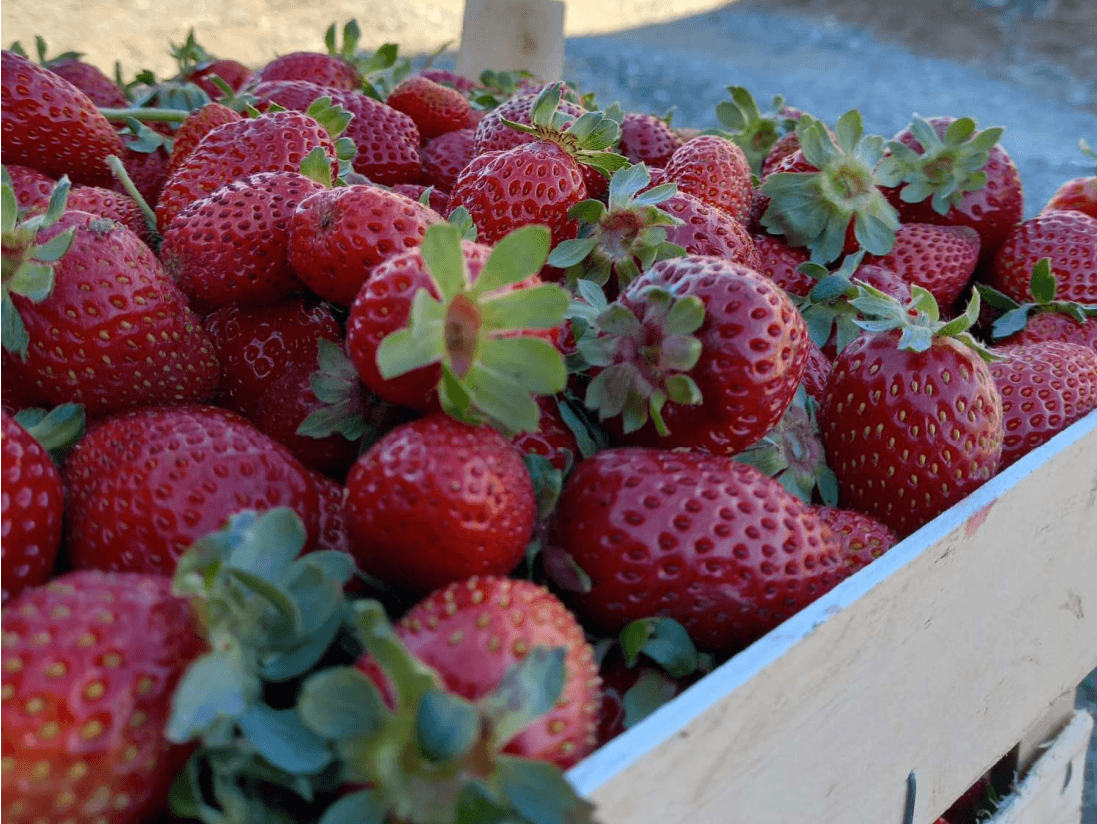 Pozantı Strawberry