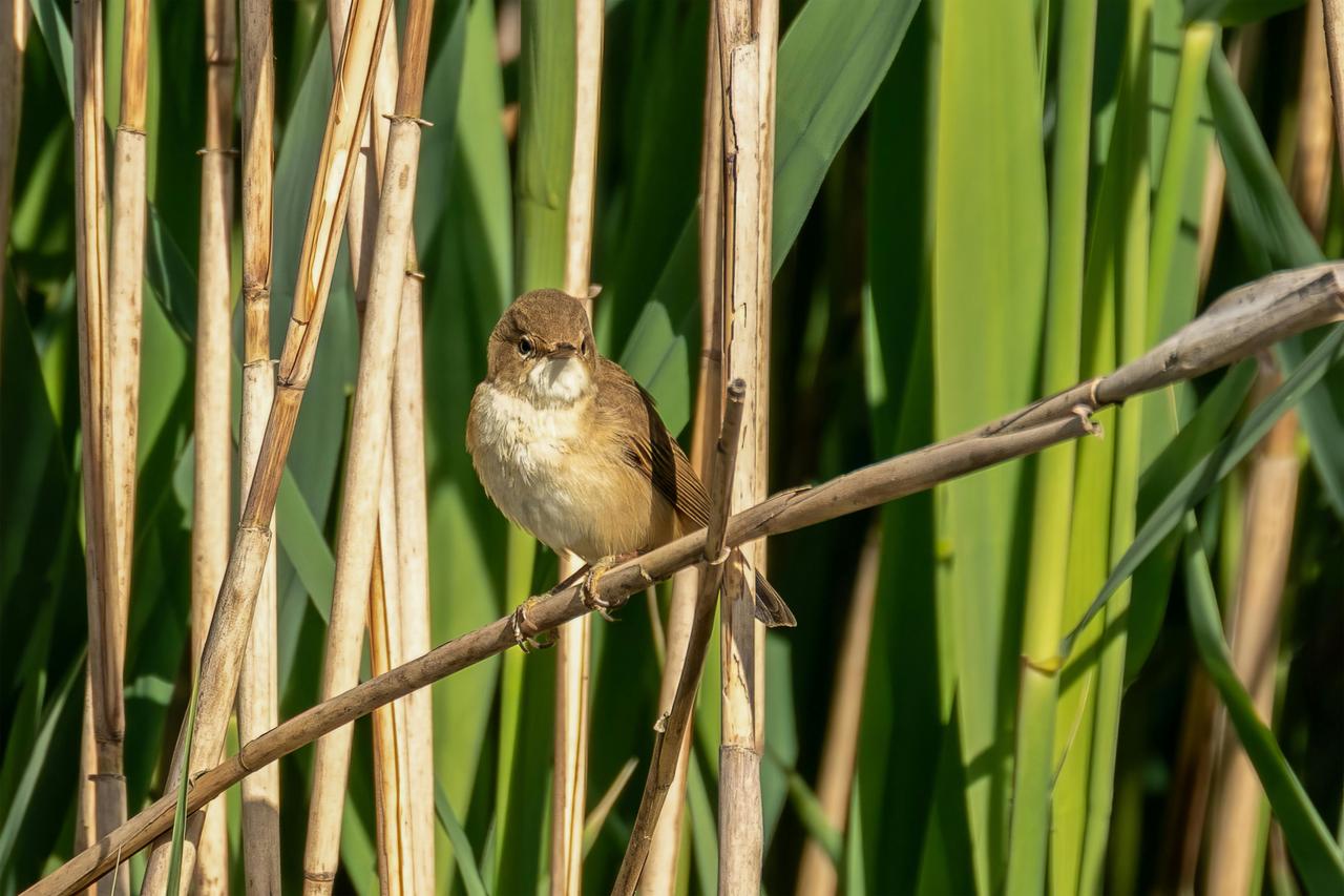 Reed Warbler (Acrocephalus scirpaceus)