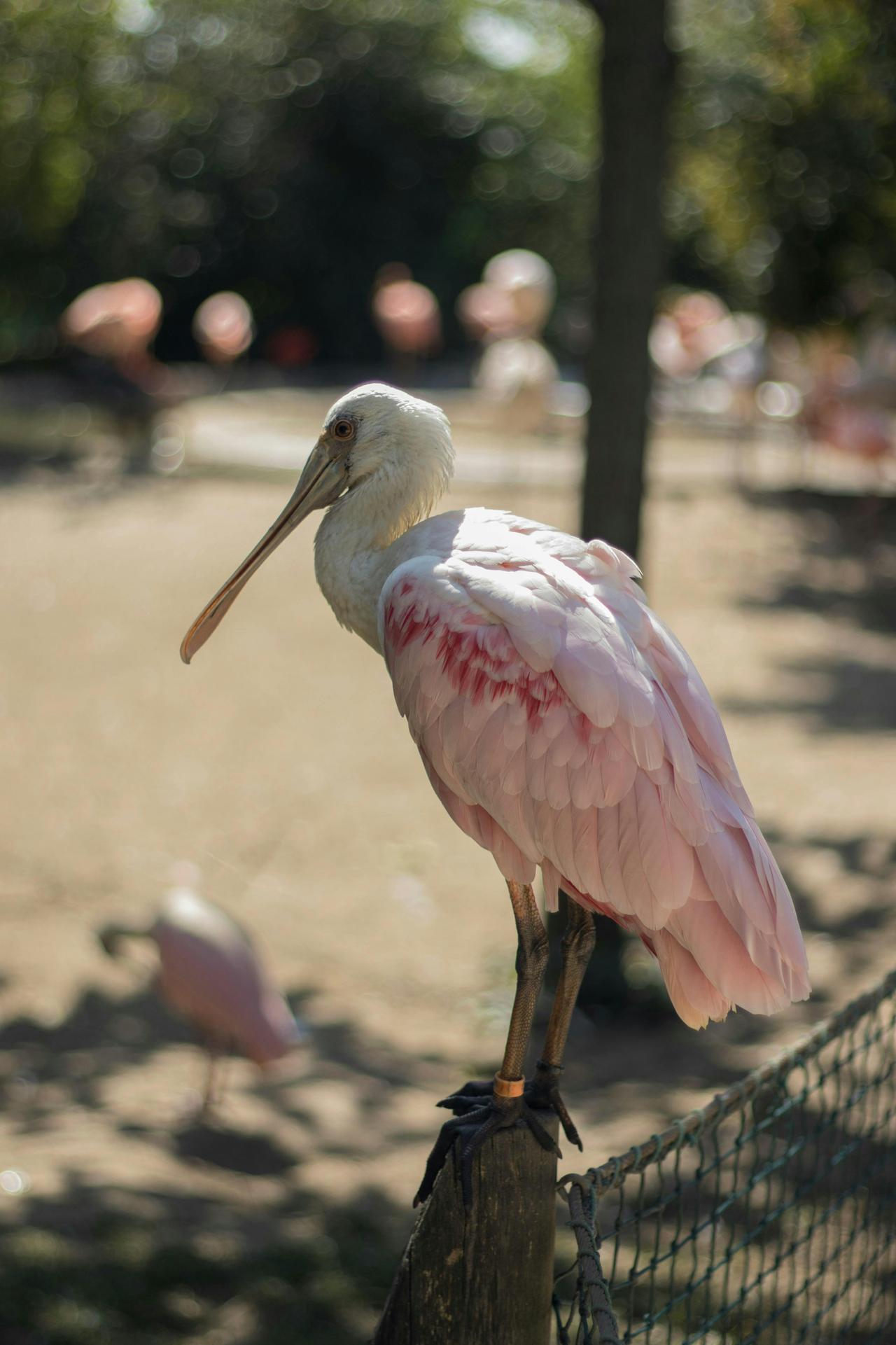 Roseate Spoonbill (Platalea Ajaja)