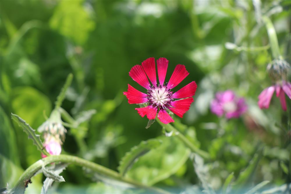 Gölbaşı Sevgi Çiçeği (Centaurea Tchihatcheffii)