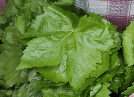 Alaşehir Grape Leaf