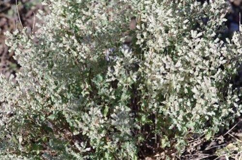 Sütçüler Kekiği (Origanum minutiflorum)