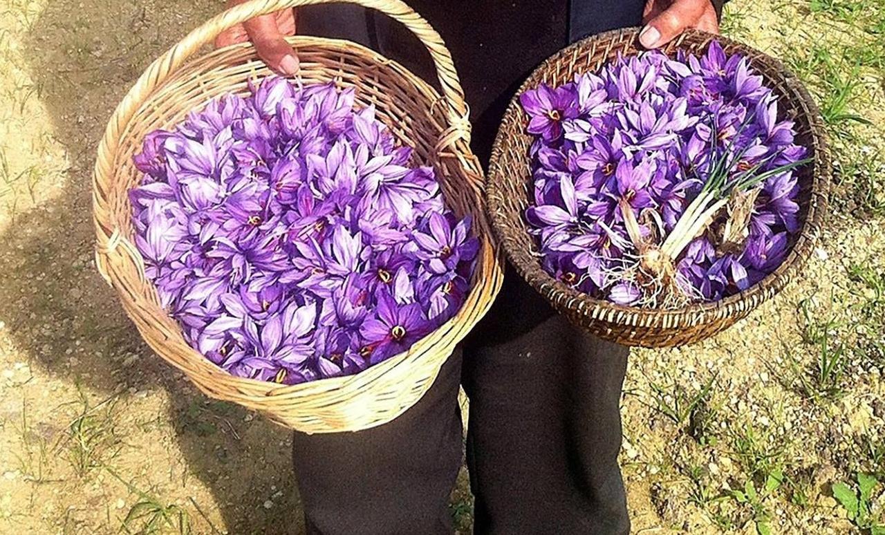 Safranbolu Saffron