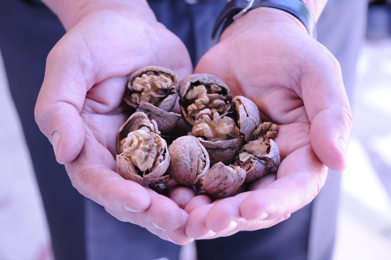 Kavaklıdere Walnut