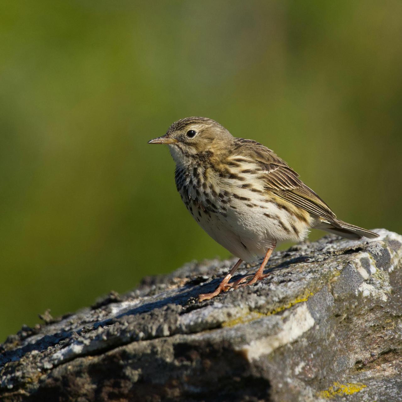 Field Pipit (Anthus campestris)