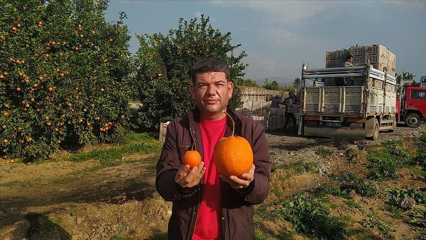Kozan Portakalı