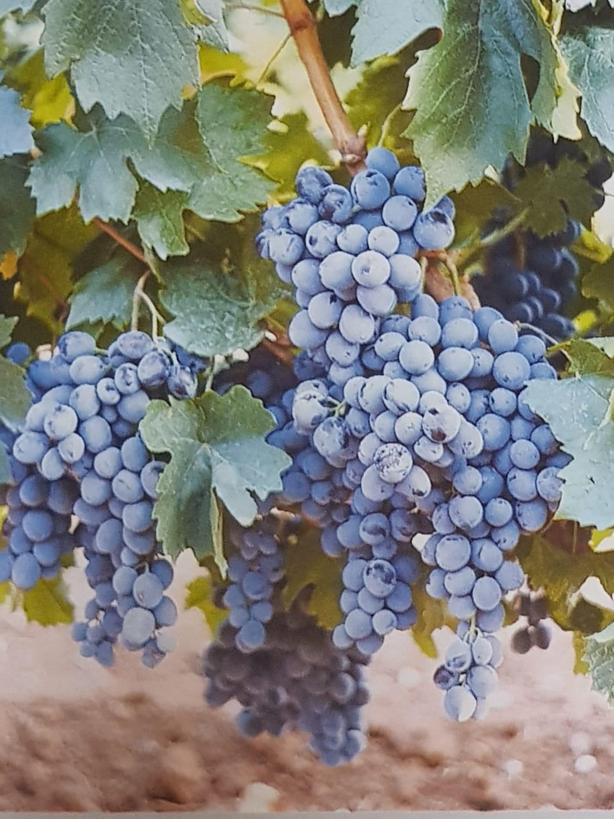 Elazığ Öküzgözü Grape