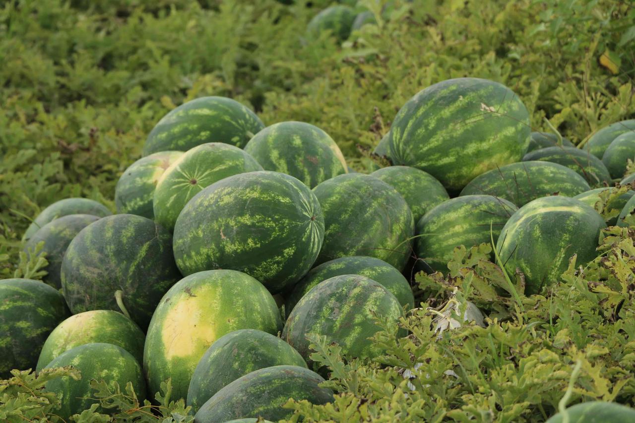 Adana Watermelon