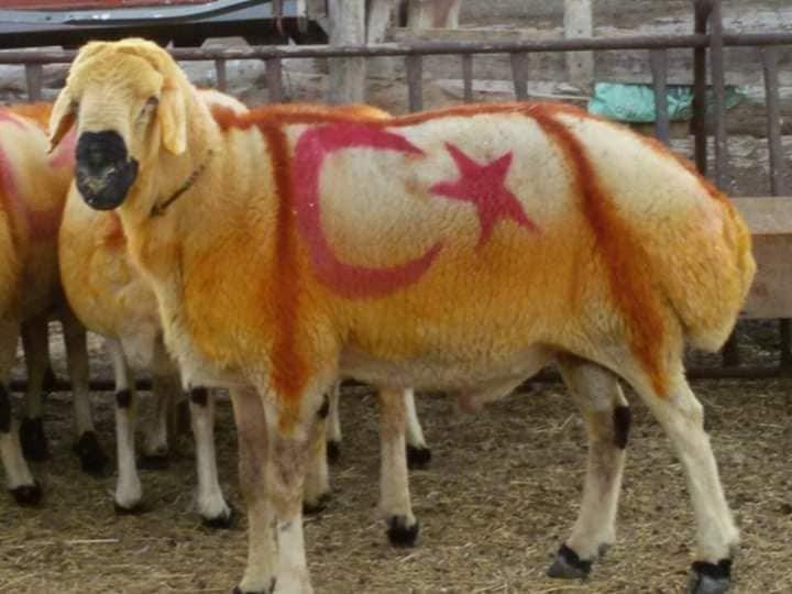 Kangal-Koyunu_017.jpg