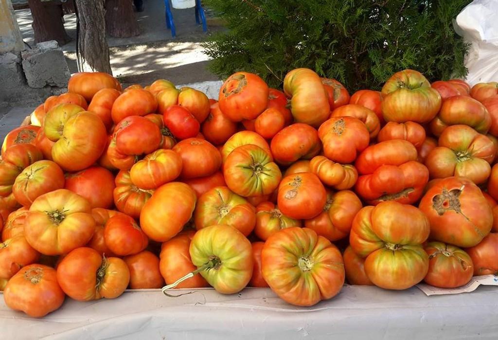 Koyulhisar-Kale-Domatesi_012.jpg