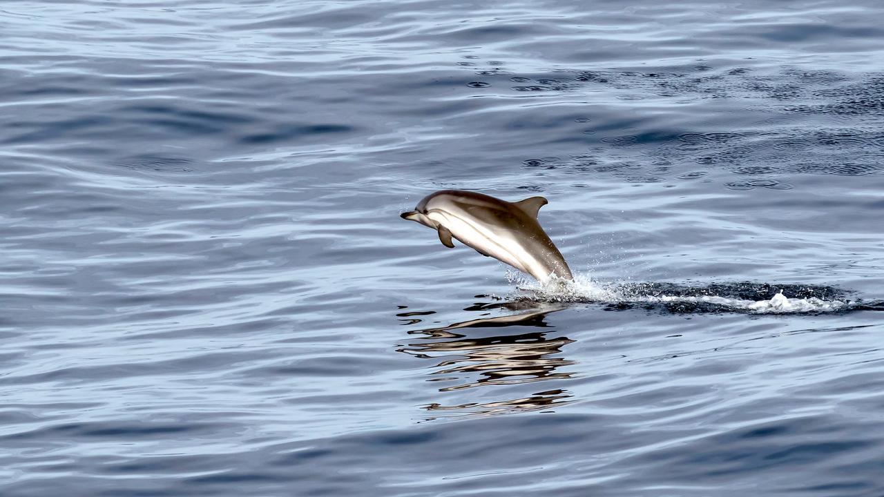 Çizgili Yunus (Stenella coeruleoalba)