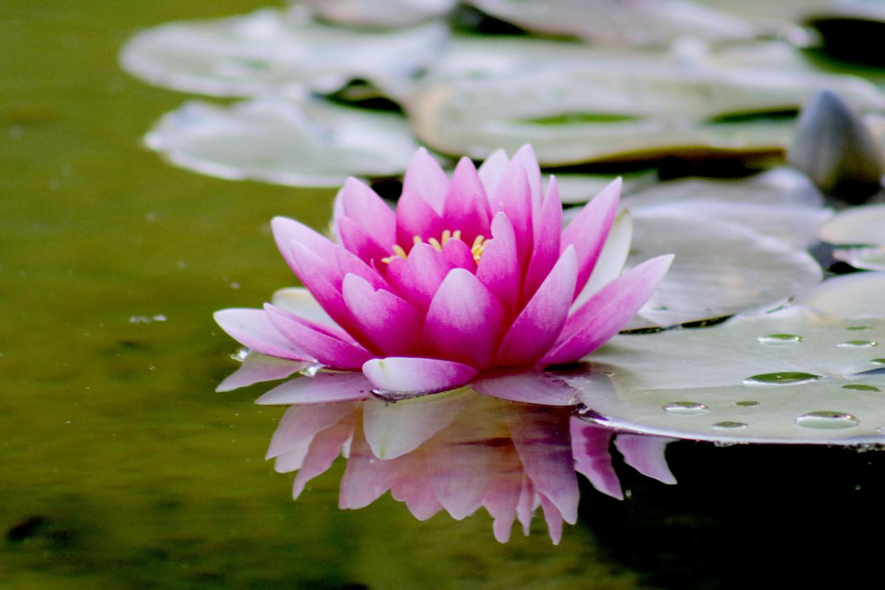 Textile Lotus Effect