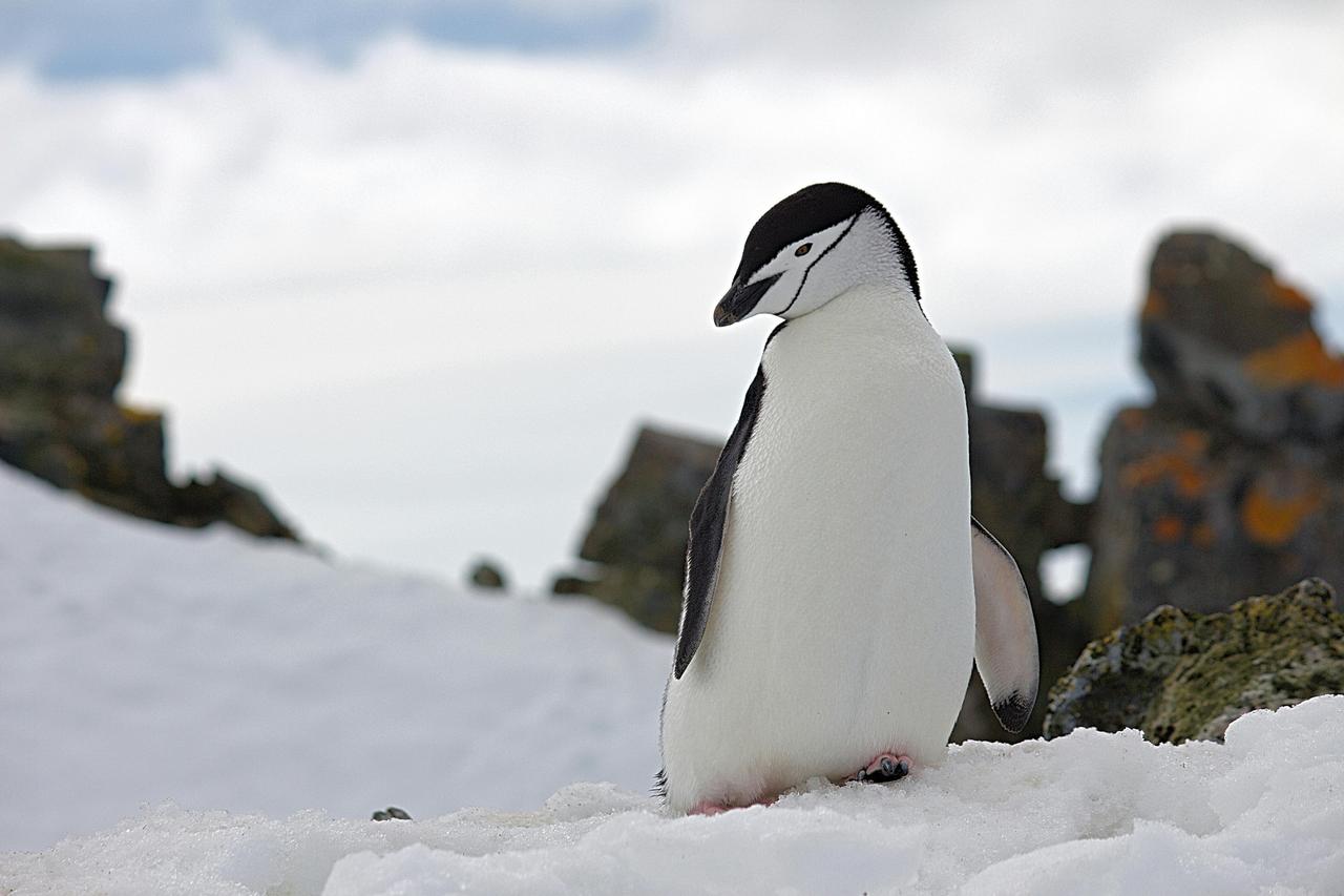 Çember Sakallı Penguen