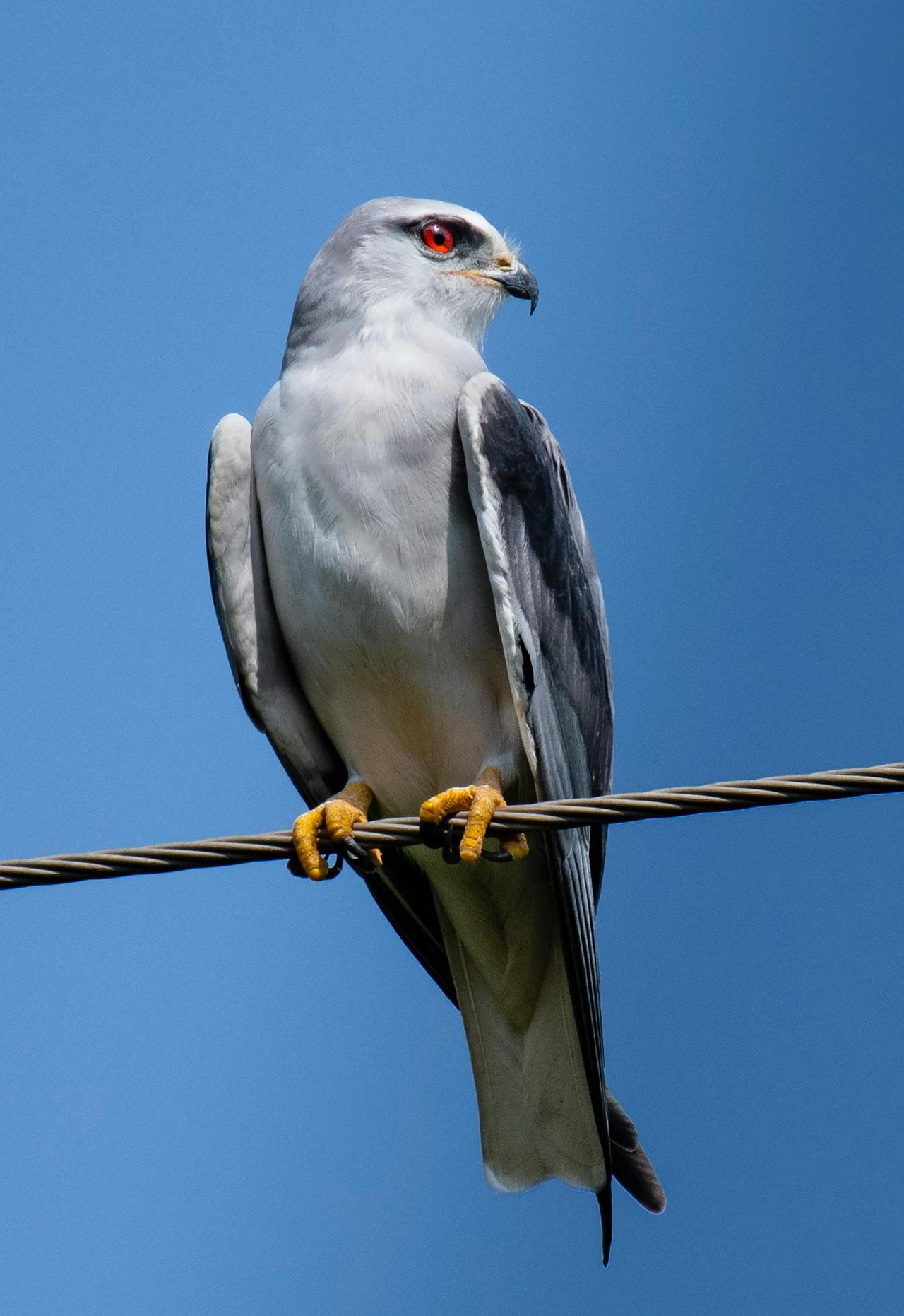 Ak Çaylak (Elanus caeruleus)