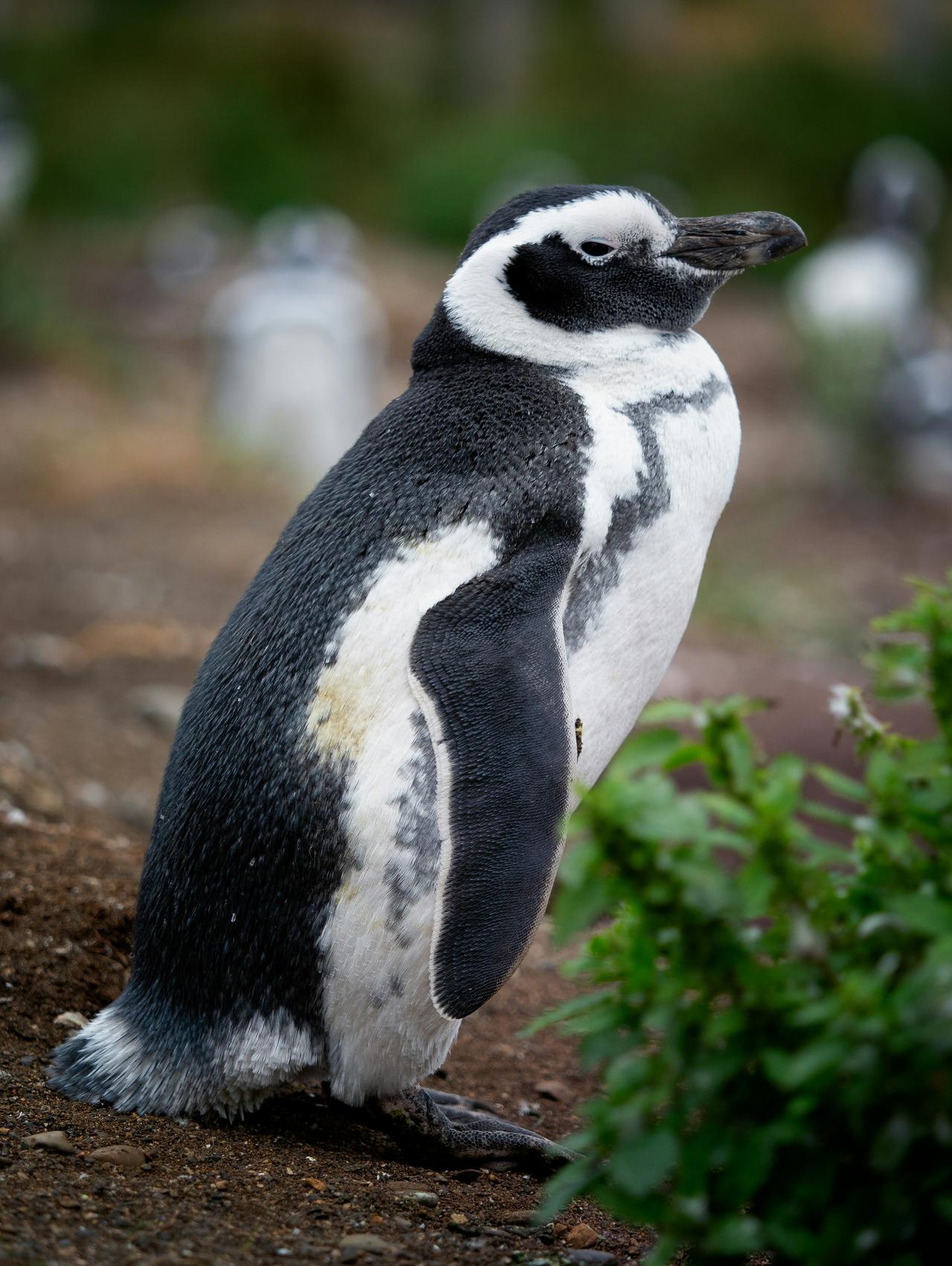 Macellan Pengueni