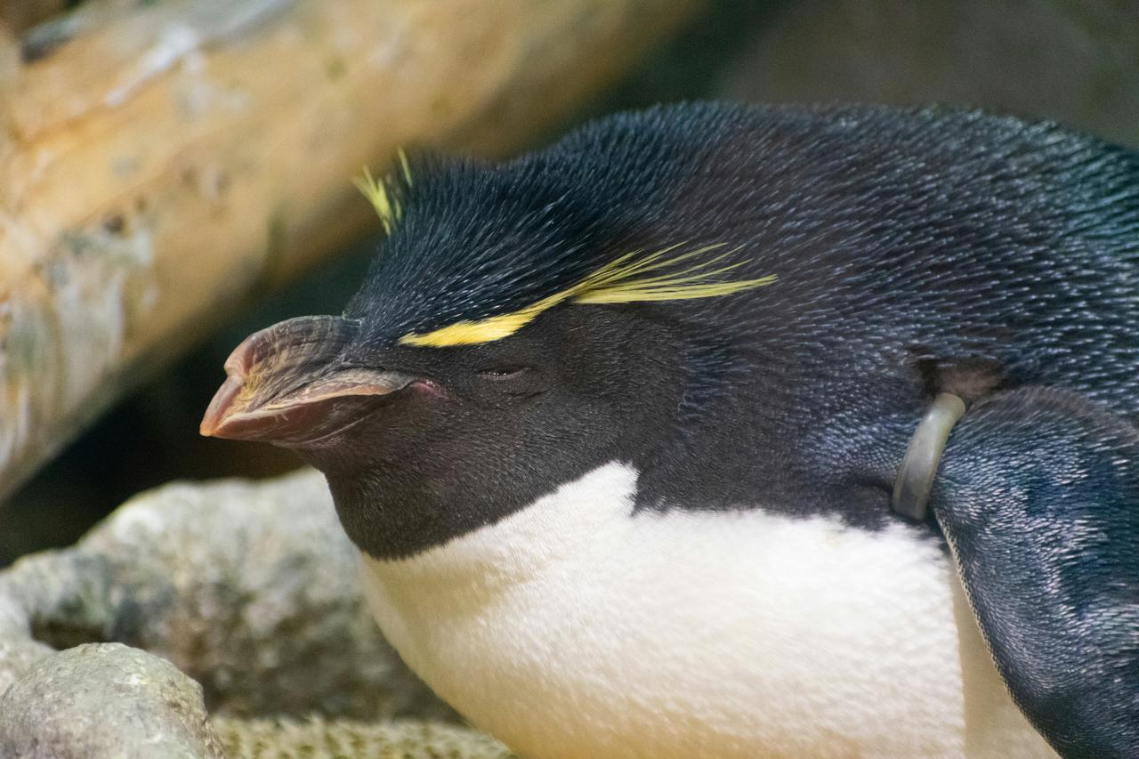 Fiordland Pengueni