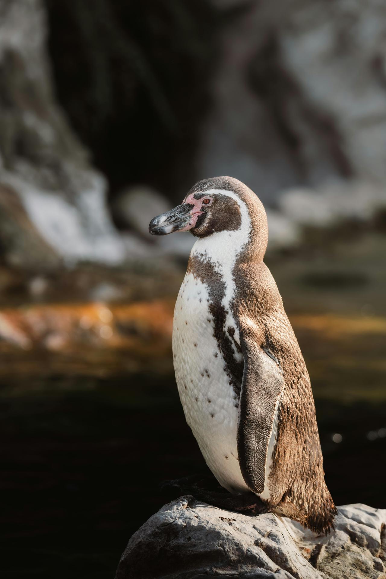 Humboldt Pengueni