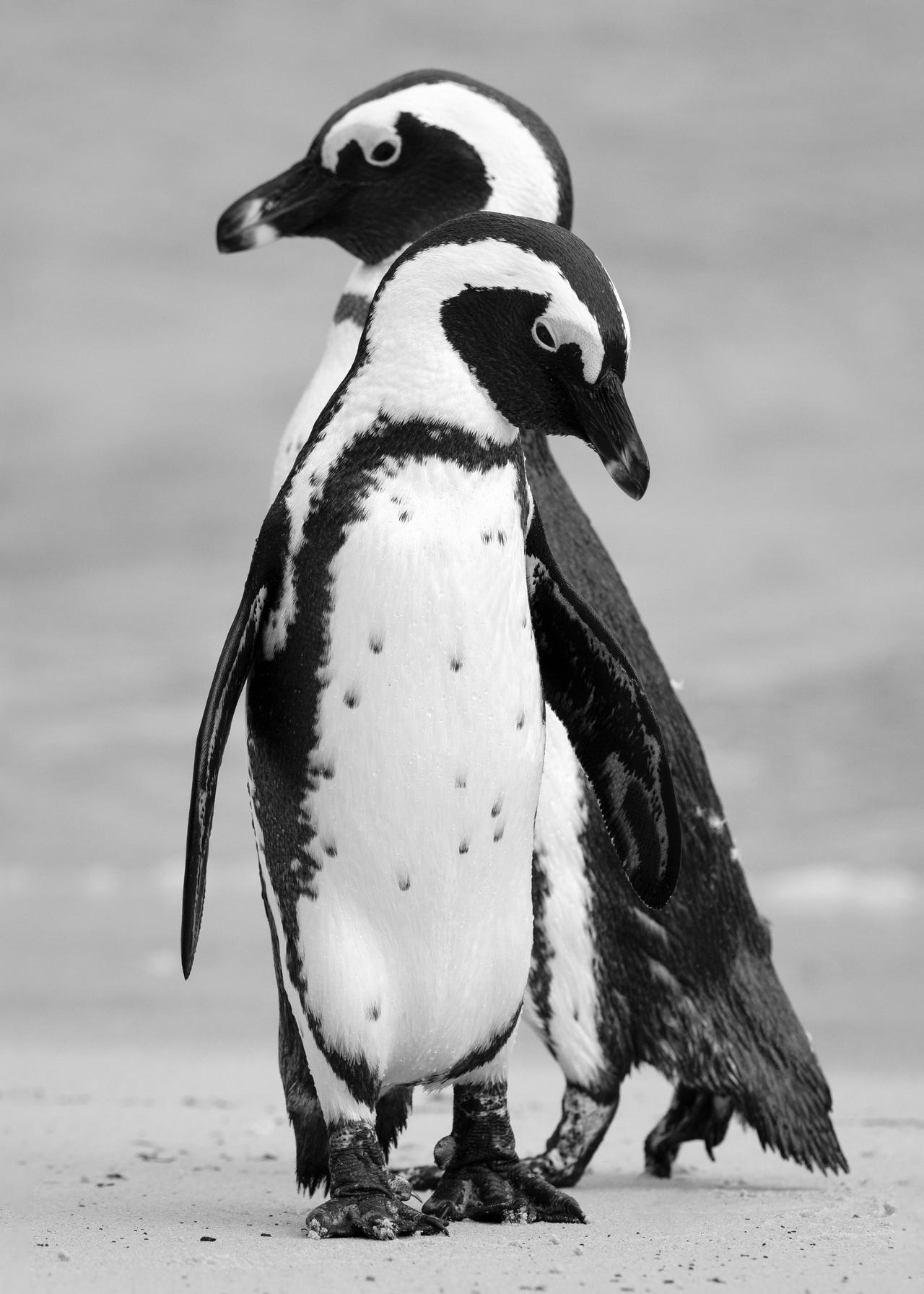 African Penguin
