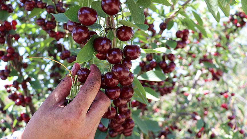 Şaphane Cherry