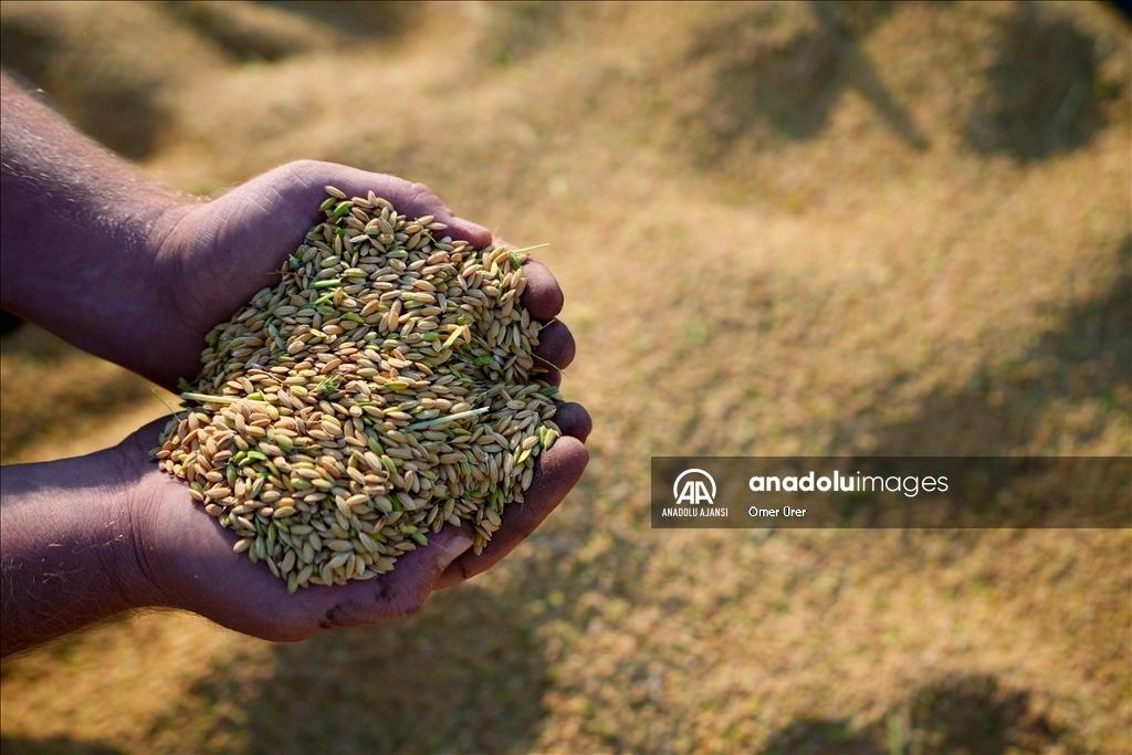 Konuralp Rice