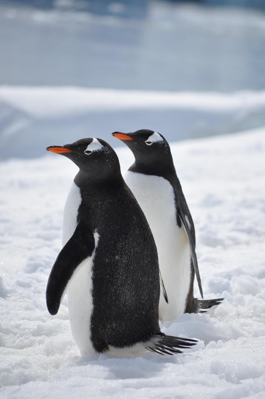 penguins-2810724_1280.jpg