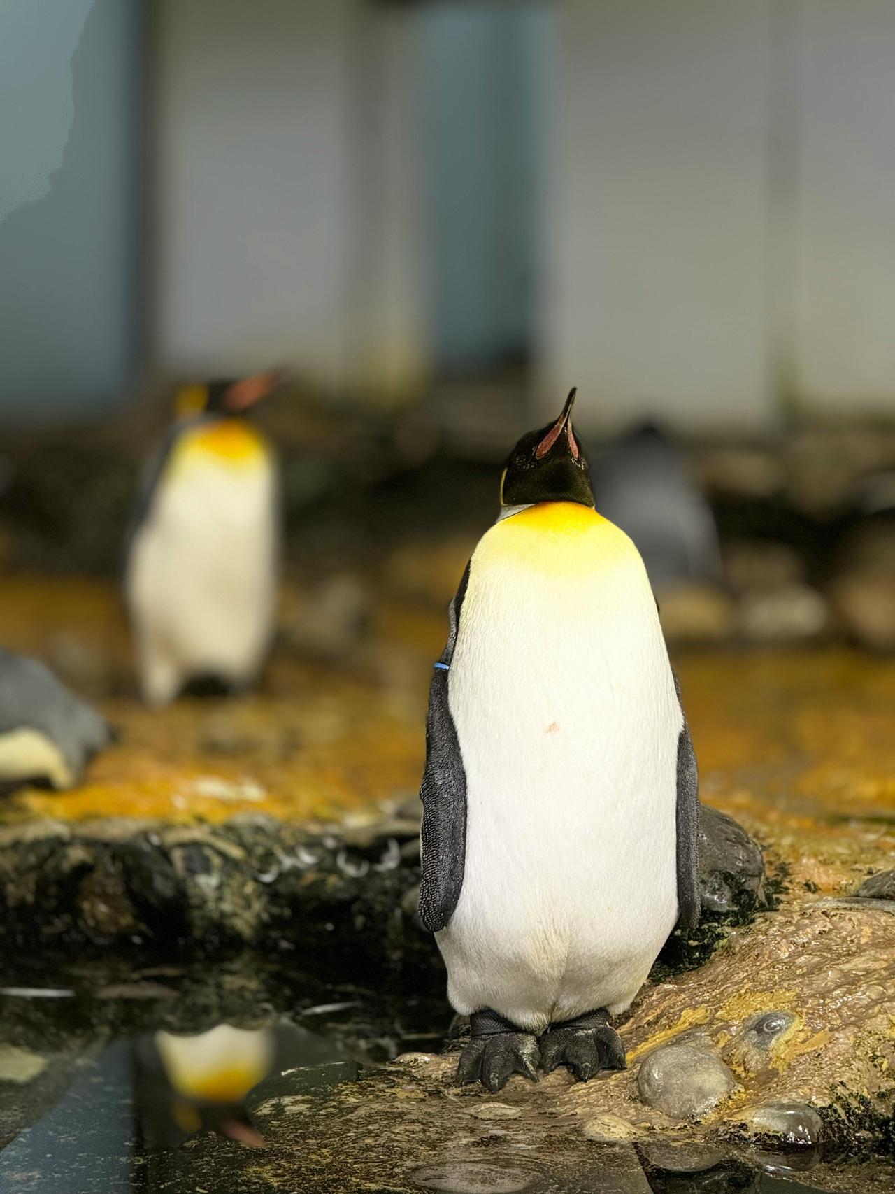 Kral Penguen (Aptenodytes Patagonicus)