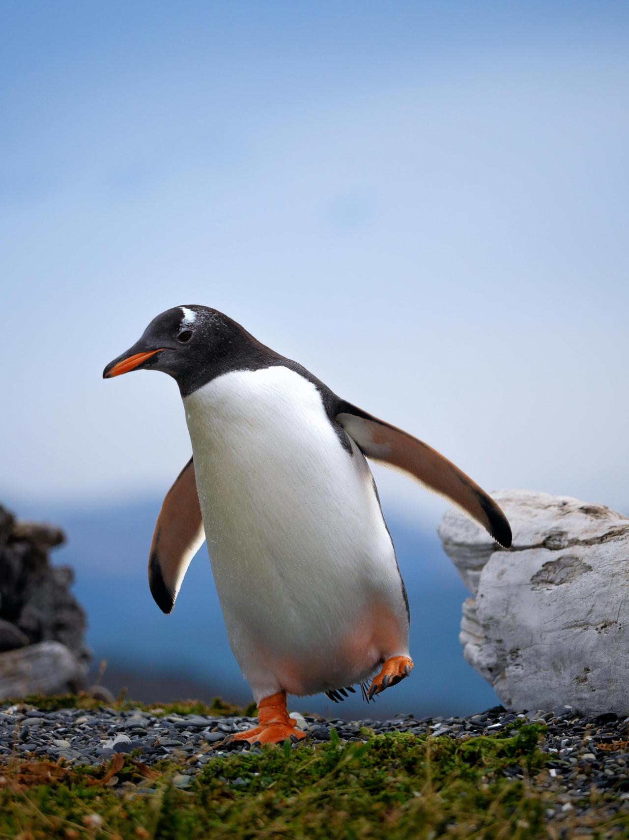 Gentoo Pengueni (Pygoscelis Papua)