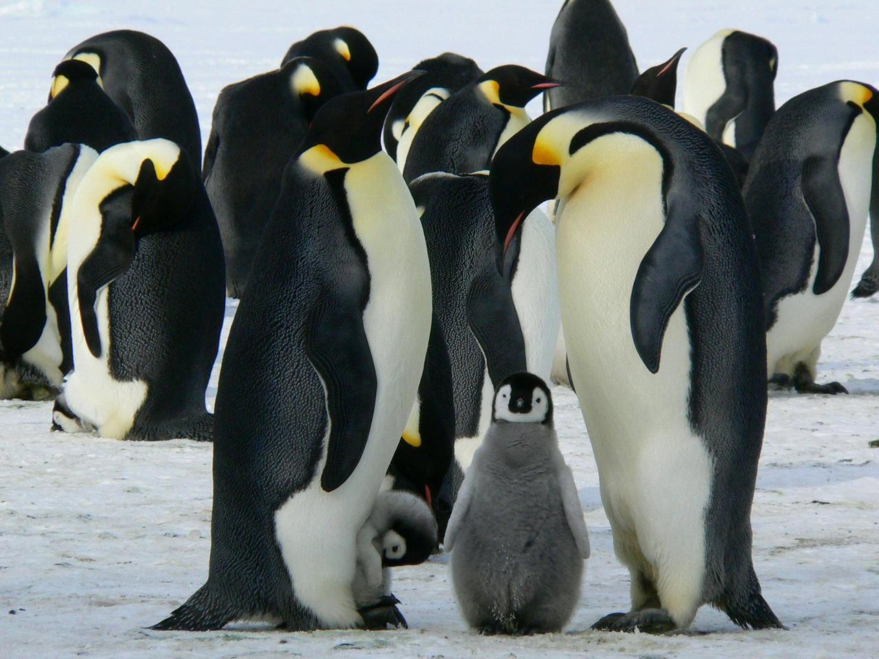 İmparator Penguen (Aptenodytes Forsteri)