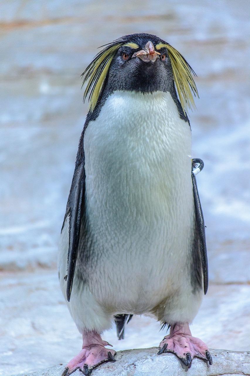 penguin-2555024_1280.jpg