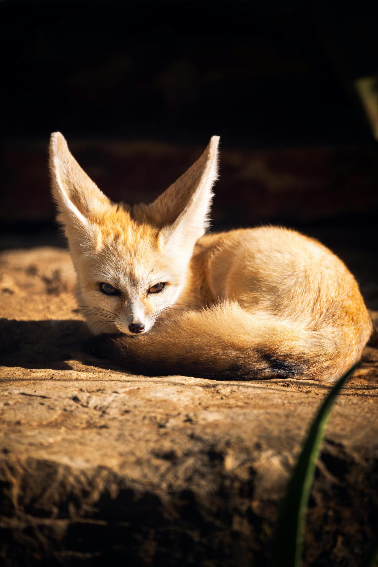 Çöl Tilkisi (Vulpes zerda)