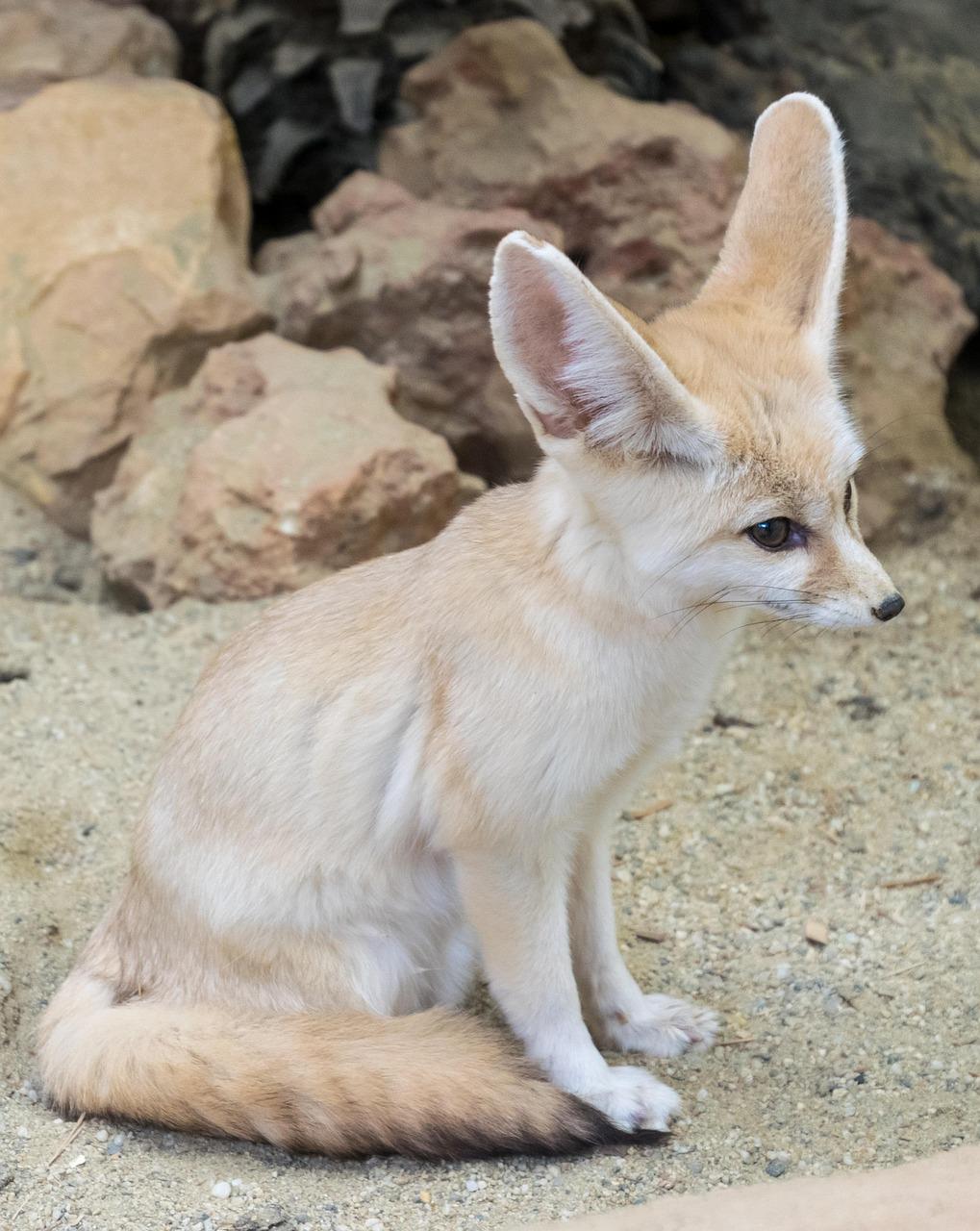 fox-2899366_1280.jpg