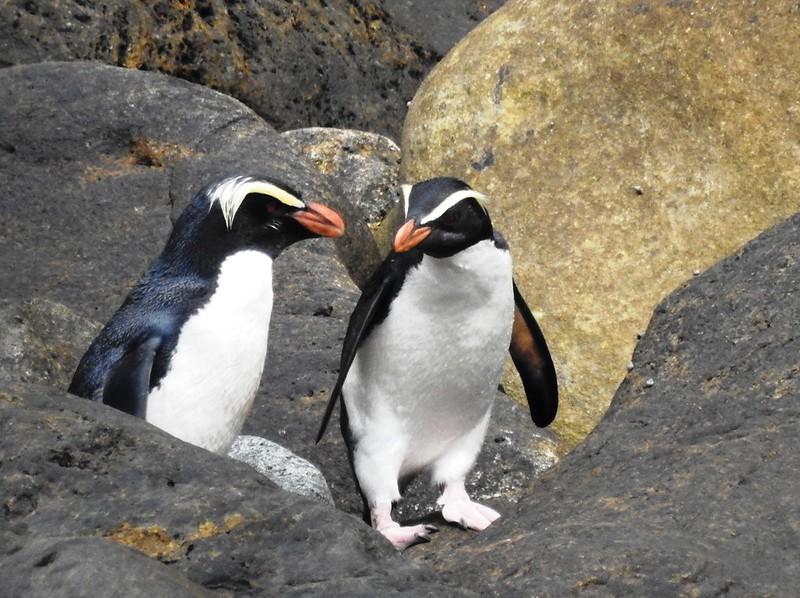 Fiordland Pengueni (Eudyptes Pachyrhynchus)
