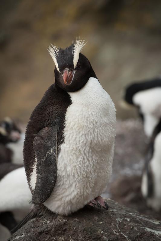 Dik Sorguçlu Penguen (Eudyptes Sclateri)