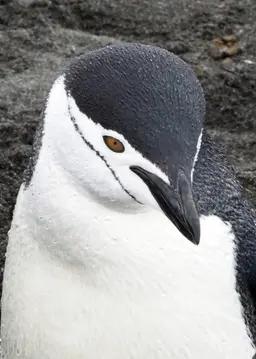 CtYPbflNXVfGE4YQm03ZJxZisxrQwTRR.webp