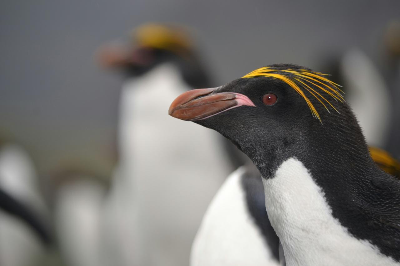 Makaroni Pengueni (Eudyptes Chrysolophus)
