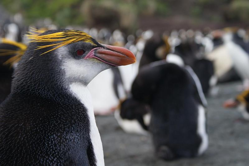 Kraliyet Pengueni (Eudyptes Schlegeli)