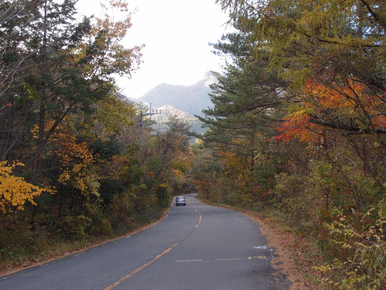 Aokigahara Ormanı