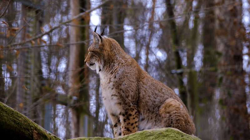 Bayağı Vaşak (Lynx lynx)