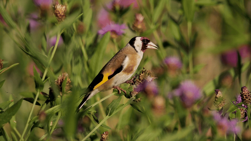 European Goldfinch (Carduelis carduelis)