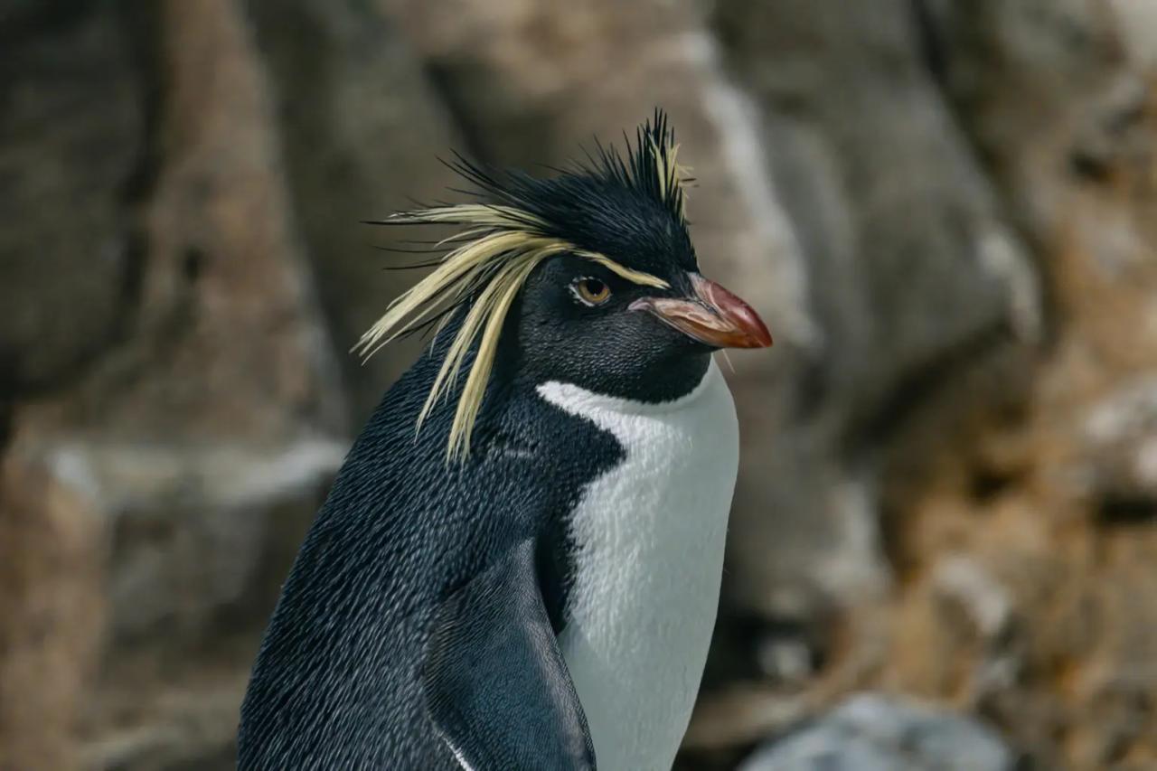 Northern Rock-Hopping Penguin (Eudyptes moseley)