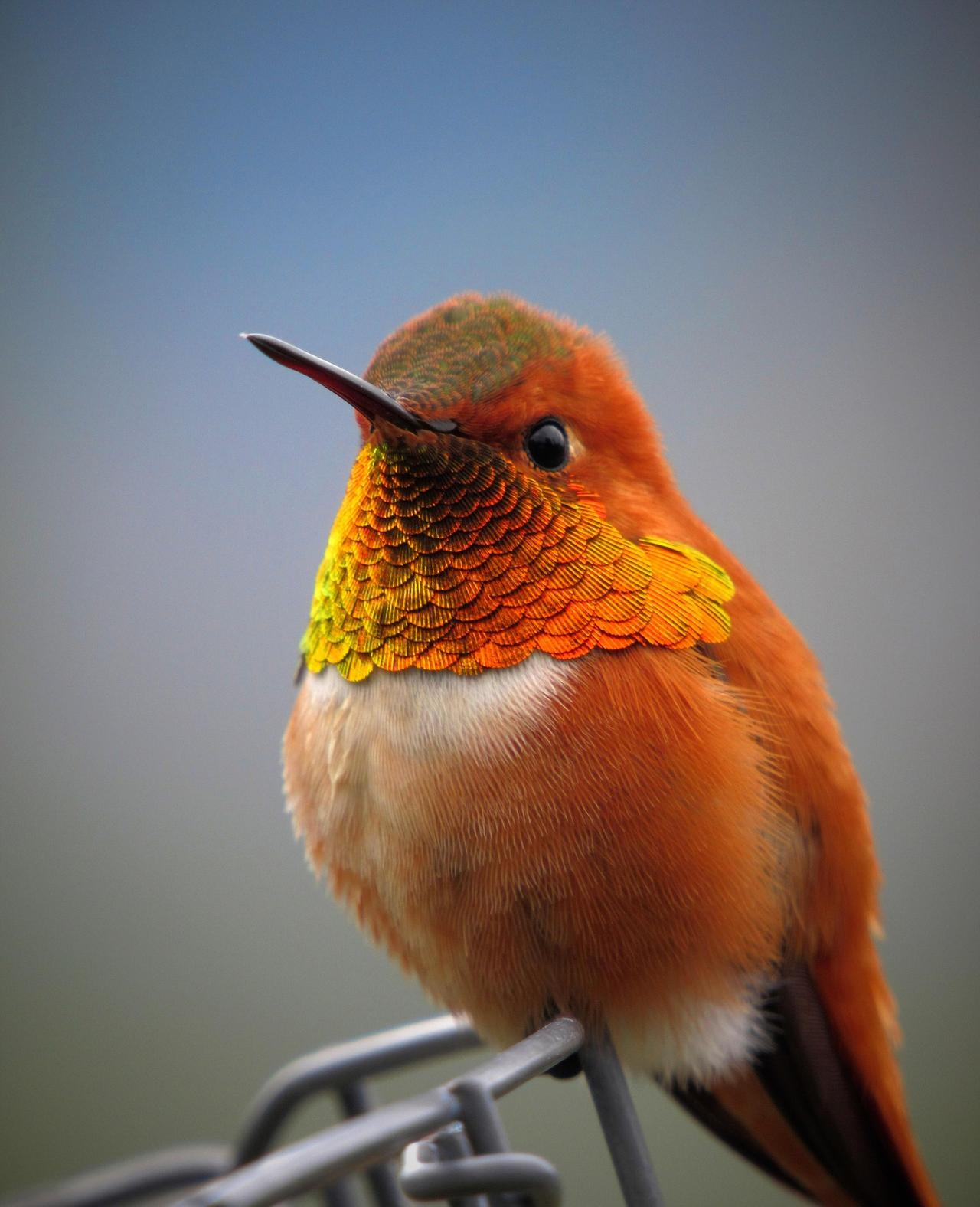 Rufous Hummingbird (Selasphorus rufus)