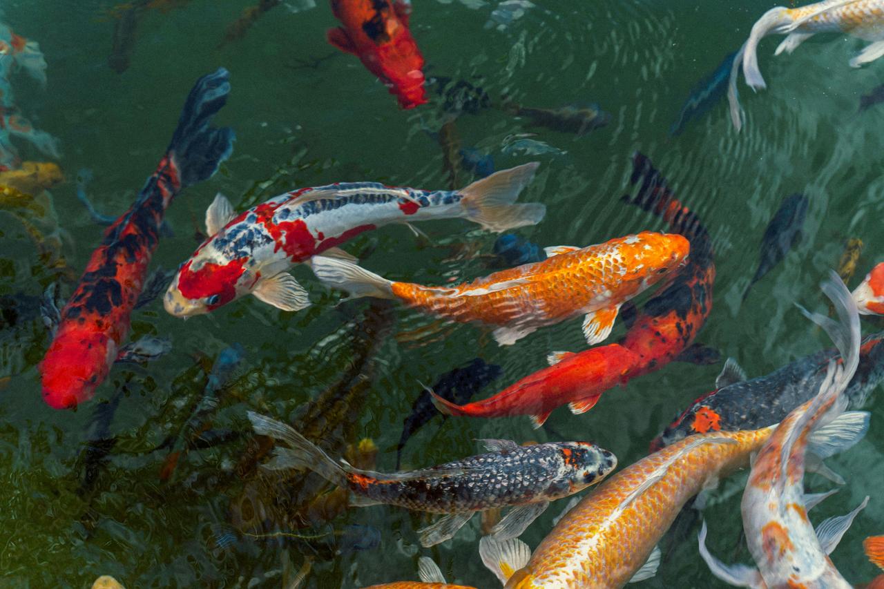 Koi Balığı (Cyprinus carpio Linnaeus, 1758)