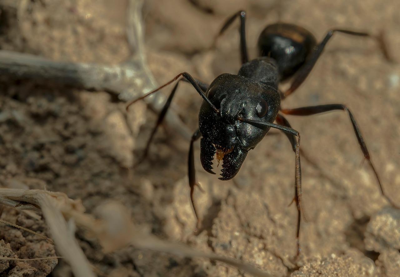 Marangoz Karıncalar (Camponotus Pennsylvanicus)