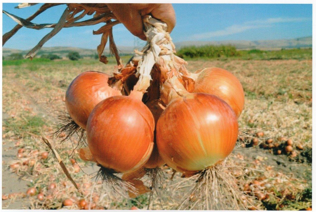 Suluova Soğanı