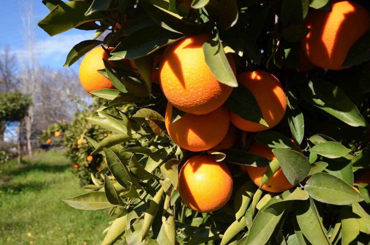 Köyceğiz Portakalı